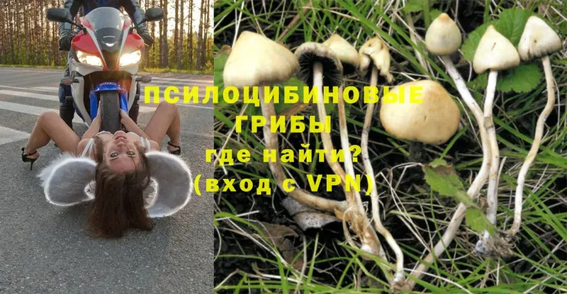 mega как войти  Отрадная  Псилоцибиновые грибы Magic Shrooms  где можно купить наркотик 